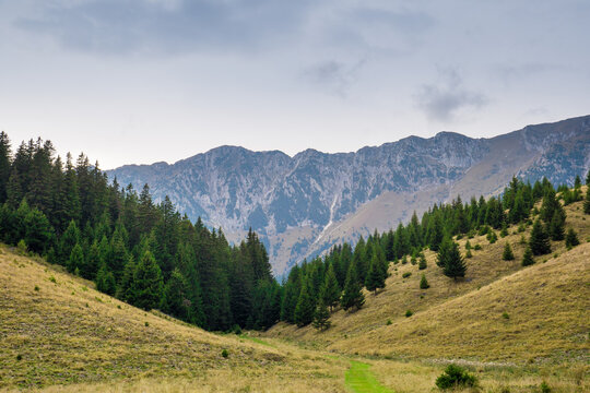 A Hiking Path Going Through A Meadow Into A Pine Forest, Huge Mountain Range With Cloudy Sky In The Background