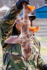 Obraz premium 混獲で水揚げされたネコザメ（ネコザメ科）。この後元気に海に帰っていった。 英名学名：Japanese bullhead shark, Heterodontus japonicus, shark 静岡県伊豆半島賀茂郡南伊豆町中木ヒリゾ浜2024年 