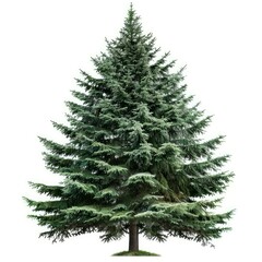 Fototapeta premium Lush green conifer tree isolated against a white backdrop, showcasing its natural beauty and perfect symmetry