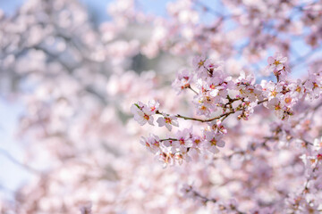 Flowering branches of almond. Spring, blossoming.