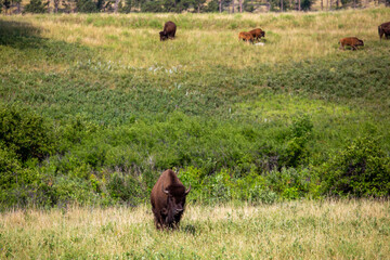Herd of American Buffalo in the Field, Custer State Park, South Dakota