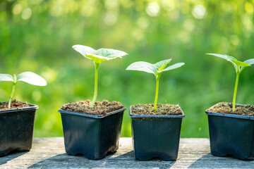 The green background shows young plants in pots and seedlings. This is an example of natural farming, which is growing vegetables in your own garden.