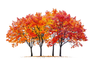 Gorgeous Maple Trees Known for Their Bold Autumn Colors isolated on transparent background