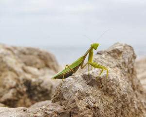 praying mantis on the rock