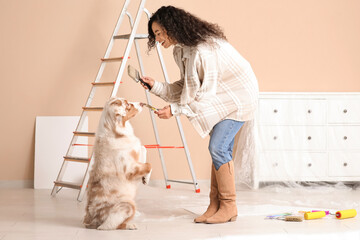 Happy female African-American painter with brushes and cute Australian Shepherd dog during repair in new house