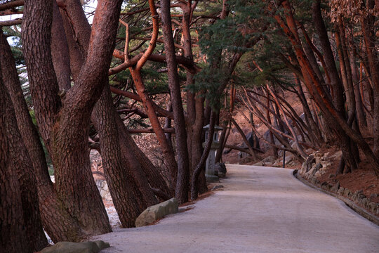 산책로,소나무,석등,통도사,양산시,경남