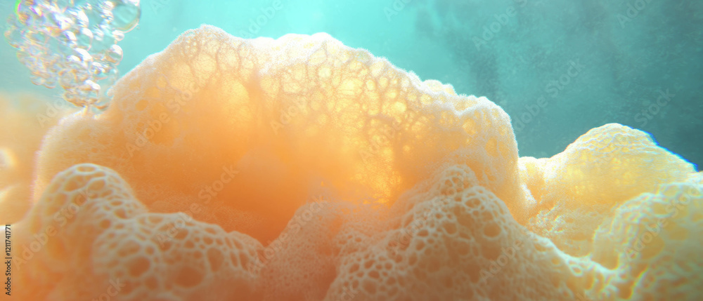 Poster underwater view of soft and porous sea sponge with bubbles in clear water