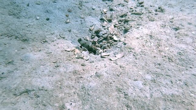 Two gobies guard the burrow of a blind shrimp in a symbiotic relationship. The shrimp digs and maintains the burrow while the gobies act as vigilant sentinels, ensuring mutual survival.