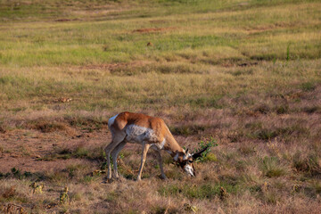 Pronghorn in the Grasslands, Wind Cave National Park in South Dakota, USA