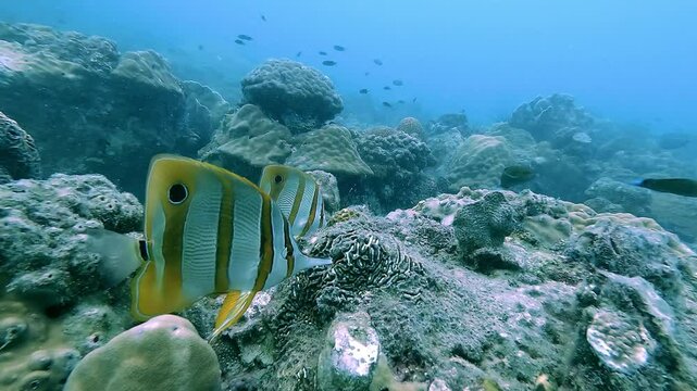Two butterflyfish (Chaetodon species) gracefully swim over a vibrant coral reef. One turns to face the camera, showcasing its striking patterns and vivid colors.