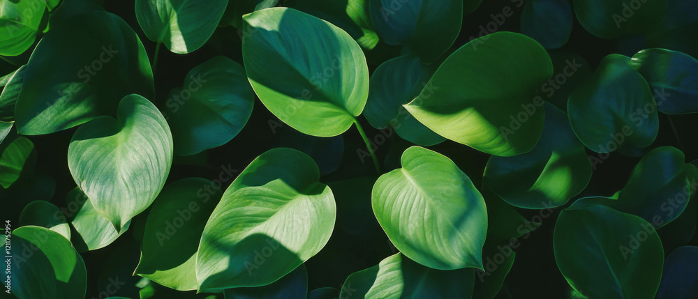 Poster exploring the intricate textures of dense verdant foliage under dappled sunlight