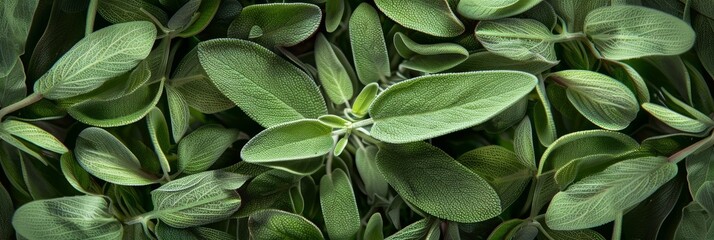 Salvia texture background, salvia divinorum pattern, sage leaves banner, aromatic herbs and greens mockup