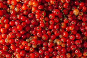 Rowanberry berries texture background, Sorbus aucuparia fruits pattern, many rowan berries banner