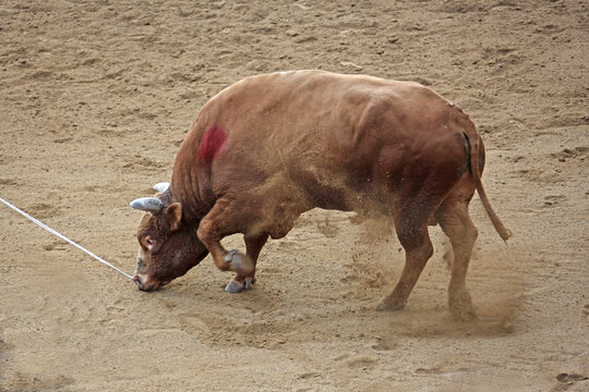 1,한우,소싸움,준비운동,차기,모래,경기장,청도소싸움경기장,삼신리,청도군,경북