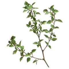 Obraz premium Fresh marjoram sprig with small green leaves isolated on a pure white background, perfect for culinary or health related designs