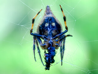 Orb weaver spider in the web, the triangle orb weaver spider (Verrucosa arenata)