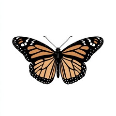 Fototapeta premium Orange Monarch Butterfly Illustration