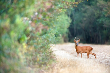 Roe deer buck on the lookout in a clearing. Capreolus capreolus, Sologne, Loiret 45, région Centre-Val-de-Loire, France, European Union, Europe © Nature Emotion