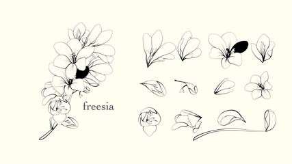 Freesia drawing elements of  bouquet of freesia flower