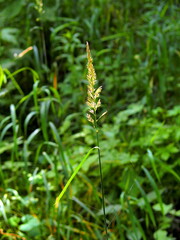 初夏の湿地に生えるクサヨシ