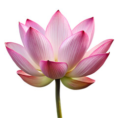 Pink Lotus Flower Blossom Elegant Nature Floral Bloom Botanical Beauty spa zen art yoga soft pure   
