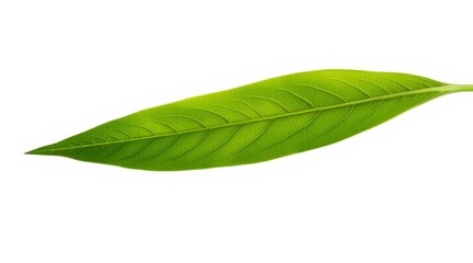 Obraz premium Single green leaf with detailed veins isolated on white background. Macro shot for natural and eco-friendly concepts