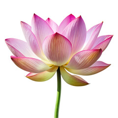 Pink Lotus Flower Blossom Isolated Black Background Detailed Petals Elegant Nature Botanical Floral 