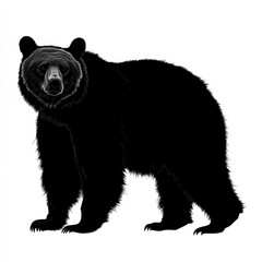 Fototapeta premium Majestic black bear silhouette.