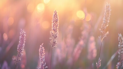 Obraz premium Soft focus bokeh light patterns in warm tones