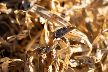 Close-Up of Dried Fish Displayed Against a Natural Background