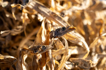 Detailed macro view of dried fish presented amidst a blurry natural backdrop, highlighting its texture and organic aesthetic, perfect for culinary or traditional food themes.