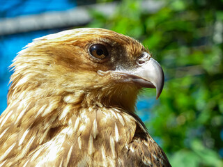 Close-up of a bird of prey, possibly a Whistling Kite, Chimango Caracara, Hawk, Eagle, or Yellow-headed Caracara. Sharp beak and focused gaze are prominent. Brisbane Zoo, Queensland, Australia