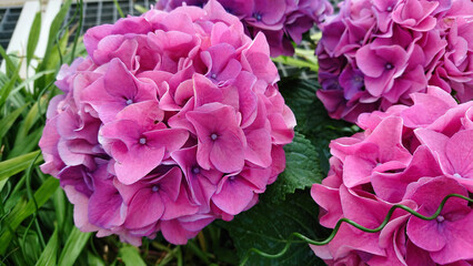 Obraz premium Bright pink and purple hydrangeas in summer garden