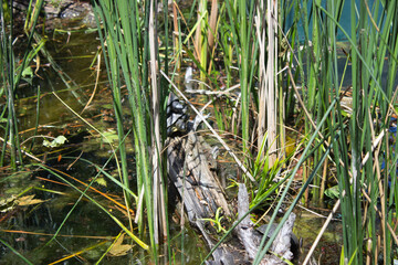 Turtle in Reeds by a Pond