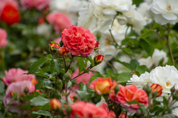 Roses bush in the garden. Red and white flower petals rose bud.