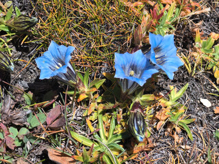 Gentiana scabra Bunge