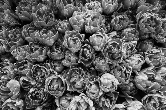 Black and white tulips photographed from above
