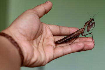 Close-up of a hand gripping a desiccating leaf beetle, Deroplaty dessicata, showcasing its intricate details and textures against a natural background, highlighting nature's resilience
