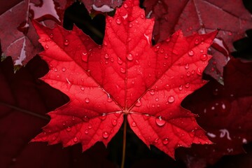 Close up of a wet, vibrant red maple leaf with water droplets, symbolizing the beauty of fall