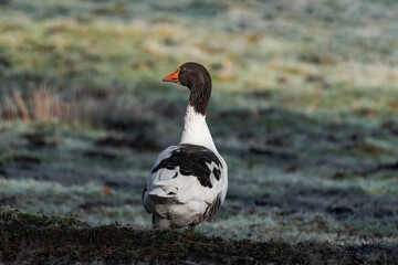 Pomeranian goose (German: Pommerngans).