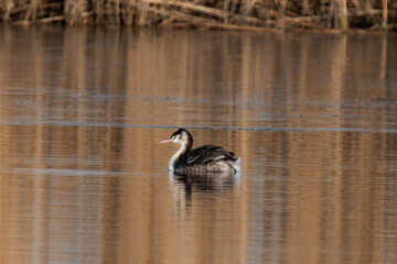 Great crested grebe (Podiceps cristatus) in its winter plumage swimming on a lake.