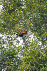 Chestnut Cockoo 