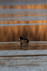 Coot swimming on a lake in winter.