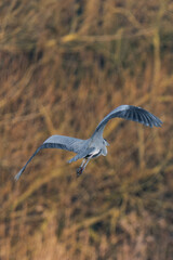 Grey heron (Ardea cinerea) in flight.