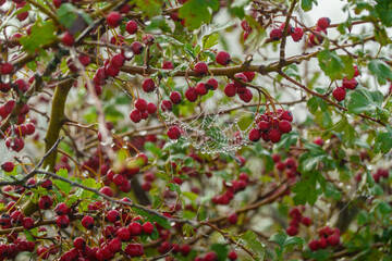 Macro shot of red berries on bush intertwined with intricate spider web covered in dew drops