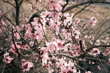 pink cherry blossoms