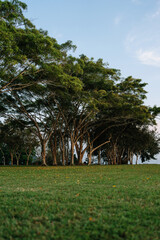 tropical trees in the park
