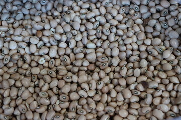 String beans, popular in Brazilian cuisine, bean grains.