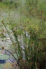 Cyperus papyrus, a very beautiful aquatic plant