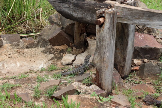 Teiu lizard hiding in the structure of an old wooden Monjolo